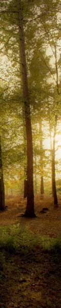 Tree Image