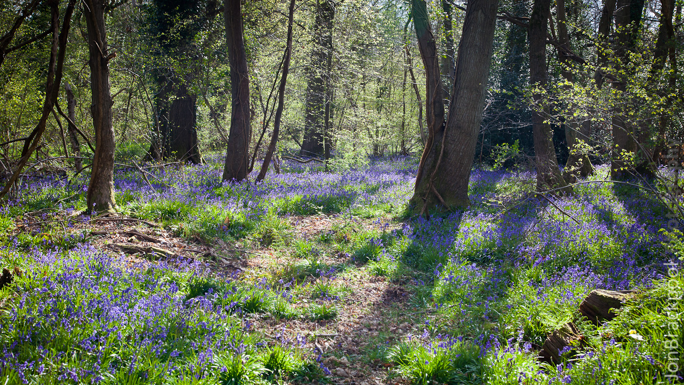 Bluebell Wood - Southwick-3848