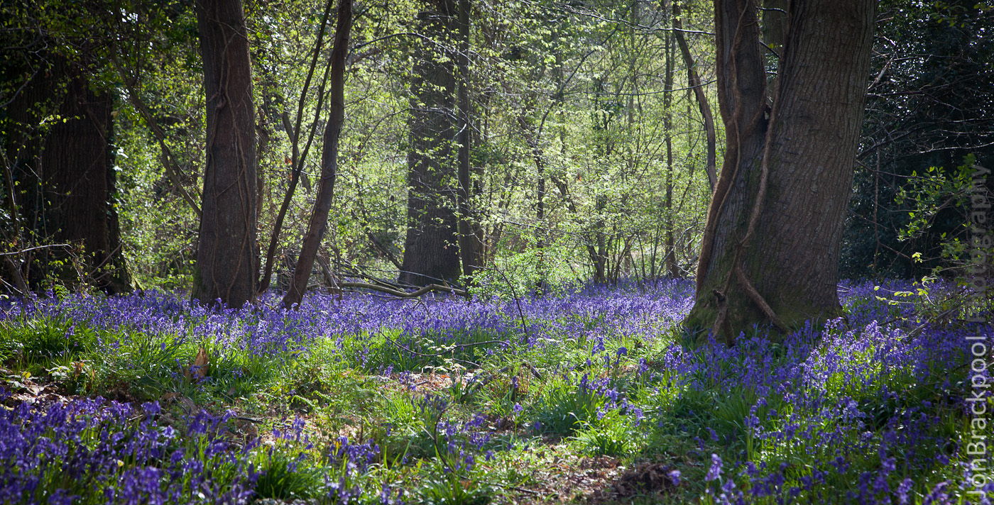 Bluebell Wood - Southwick-3849