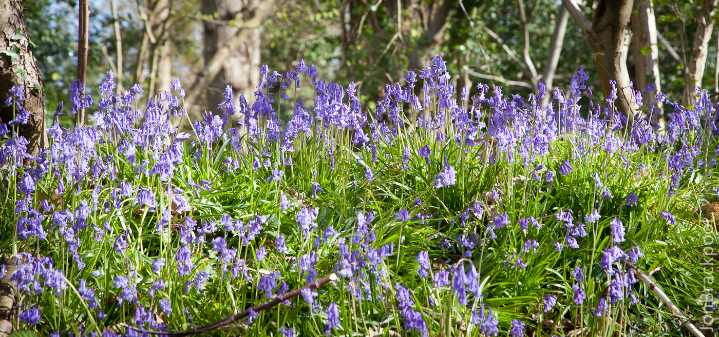 Bluebell Wood - Southwick-3861