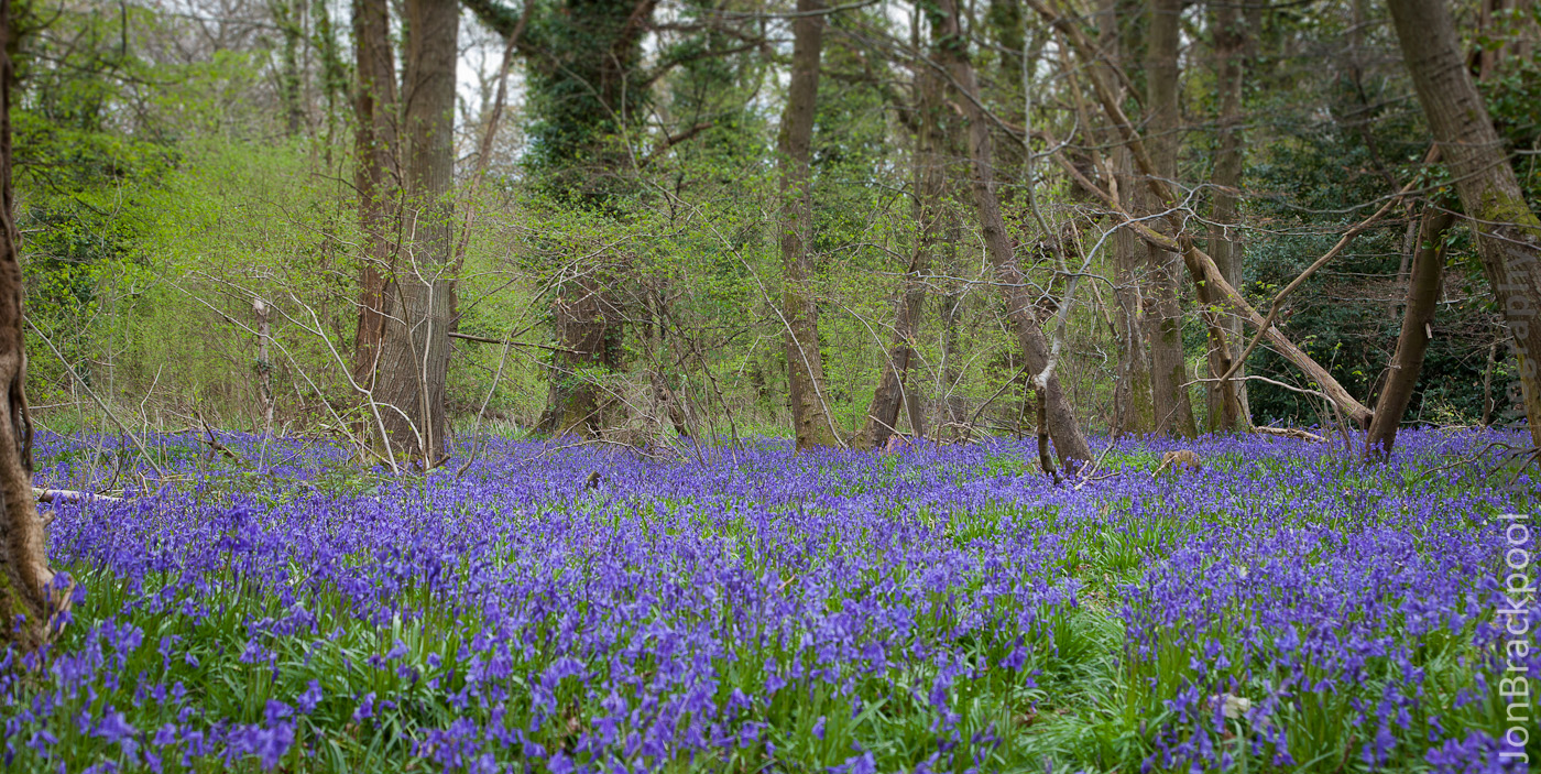 Bluebell Wood - Southwick-3872