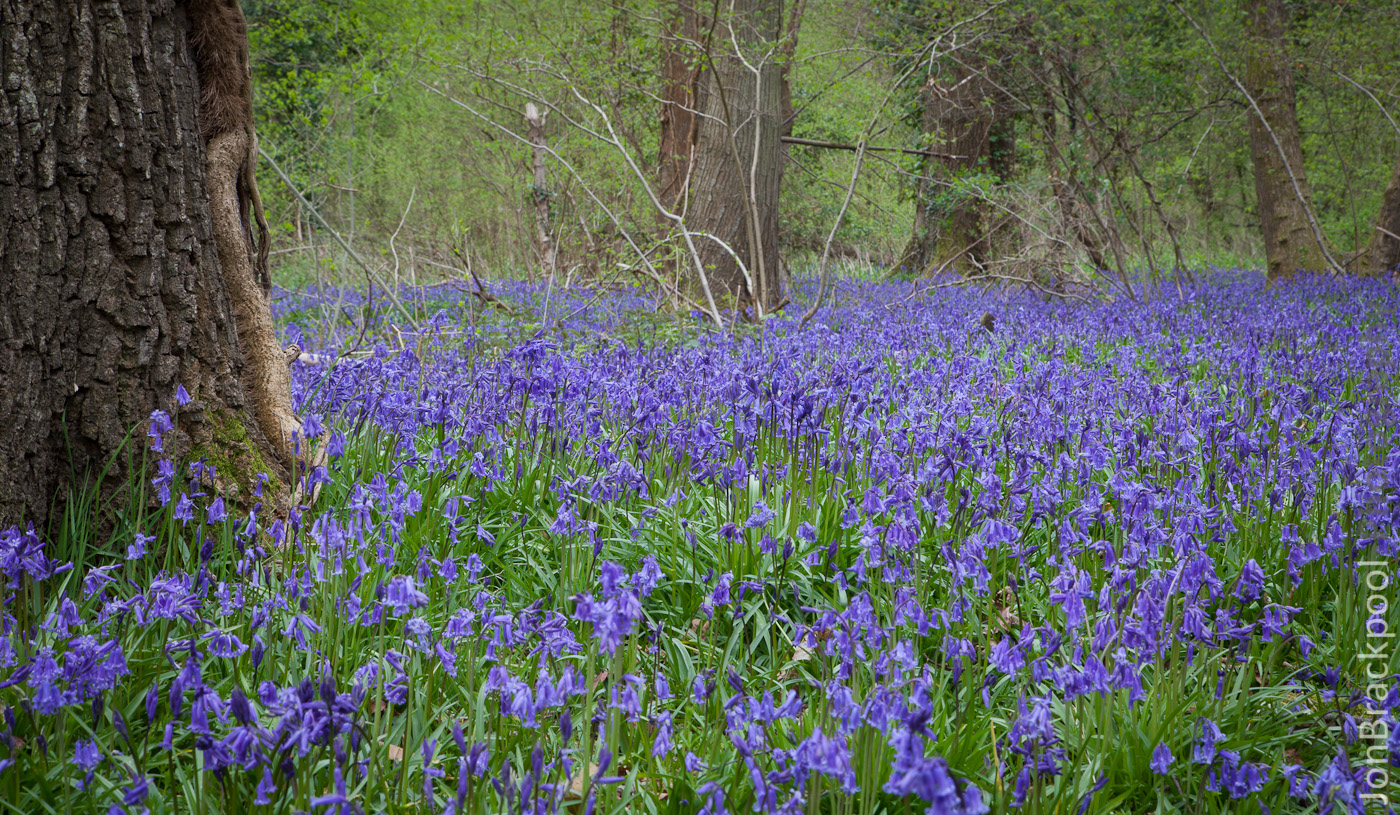 Bluebell Wood - Southwick-3879