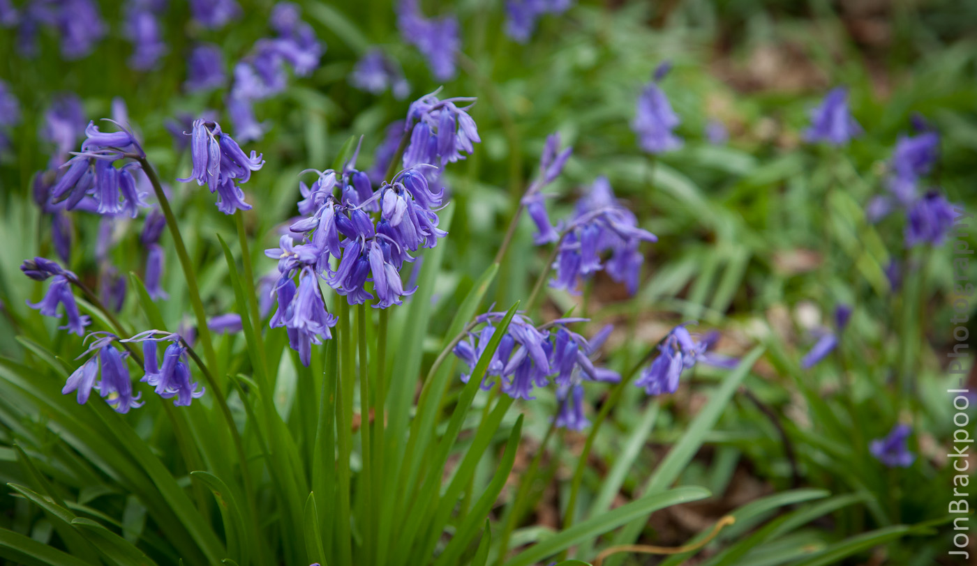 Bluebell Wood - Southwick-3885