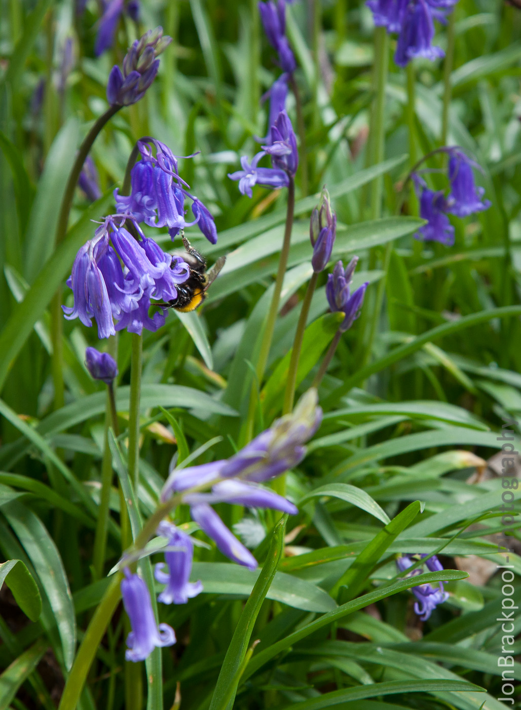 Bluebell Wood - Southwick-3891