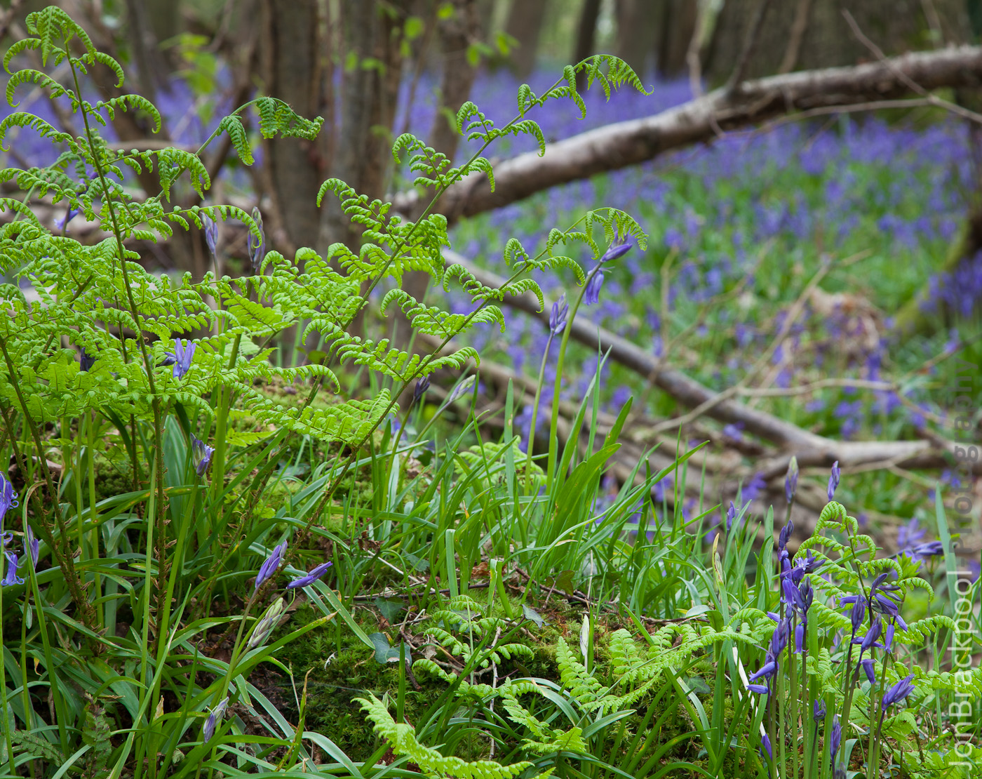 Bluebell Wood - Southwick-3895