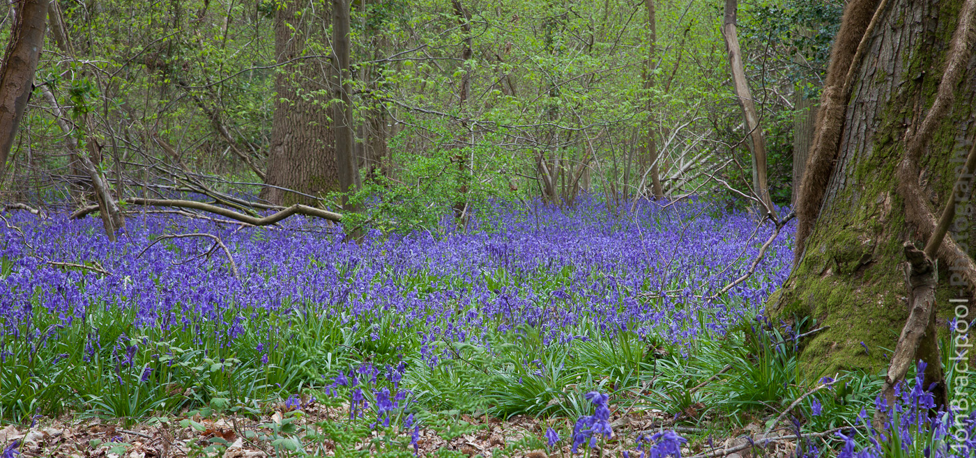 Bluebell Wood - Southwick-3910