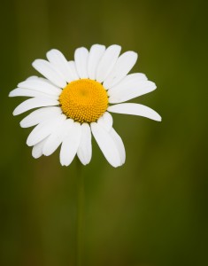 Daisy